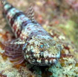 Lizardfish at The Eel Garden, Pig Island, Madang, Papua N... by Jan Messersmith 